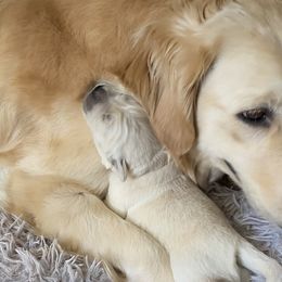 Lucy - Golden Retriever