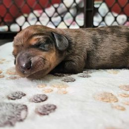 Boy - Dapple male Dachshund puppy in Shippensburg, Pennsylvania from Koser’s Miniature Dachshunds