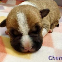 Church - Red male American Staffordshire Terrier puppy in Clintwood, Virginia from SkyBlue Kennel