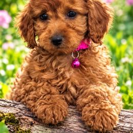 Girl 1 - Red  female Goldendoodle puppy in Sacramento, California from Golden doodles  Lovers