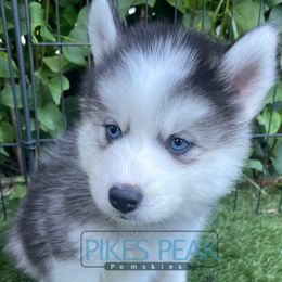 Jupiter - Silver and white male Pomsky puppy in Littleton, Colorado from Pikes Peak Pomskies