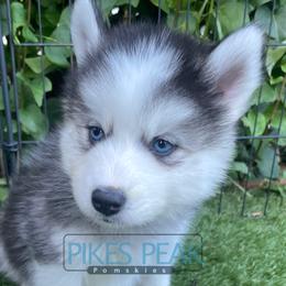 Jupiter - Silver and white male Pomsky puppy in Littleton, Colorado from Pikes Peak Pomskies