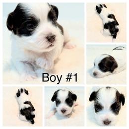 Boy 1 - Chocolate male Havanese puppy in Elkins, Arkansas from Havana Knights Havanese