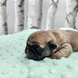 Cookie boy - Fawn male Pug puppy in Kodak, Tennessee from My Princess Pugs