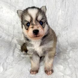 Newark - Silver and white male Pomsky puppy in Sheffield, Iowa from Clover Ridge Pomskies