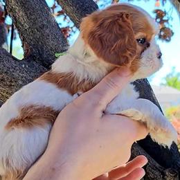Cavalier King Charles Spaniel Puppies from The Gentle Cavalier