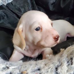 Snoop - Piebald male Dachshund puppy in New Brighton, Minnesota from Doxie Lakes