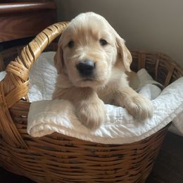 Golden Retriever Puppies from Robinson Goldens
