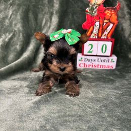 White Chest Female - Black and tan female Yorkshire Terrier puppy in Georgia from Nalley Kennels