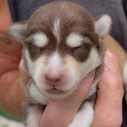 James - Chocolate male Pomsky puppy in Spring Hill, Florida from PDQ Pomskies