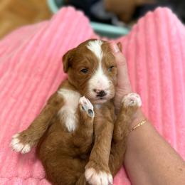 Arrow - Red  male Goldendoodle puppy in Orangevale, California from Ugly Dad Doodles