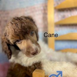 Cane - Parti male Poodle puppy in Greenville, North Carolina from Grace Poodles
