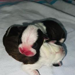 Boy 4 - Red male Boston Terrier puppy in Coopertown, Tennessee from Toon’s Boston Terriers