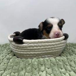 Rocky (fluffy) - Black and tan male Pembroke Welsh Corgi puppy in Waco, Texas from The Comma Corgis