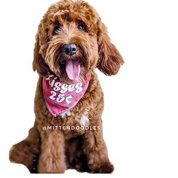 Sulley - Goldendoodle