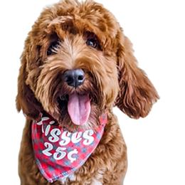 Sulley - Goldendoodle