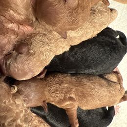 Malibu - Apricot male Maltipoo puppy in Weatherford, Texas from Aprishew Maltipoo