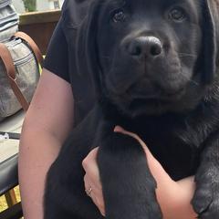 Labrador Retriever Puppies from Balewater Labradors