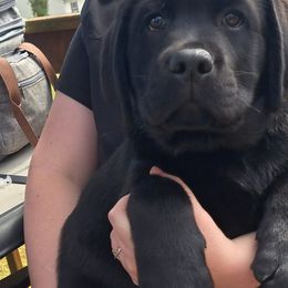 Labrador Retriever Puppies from Balewater Labradors