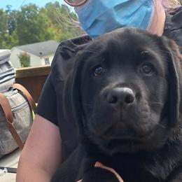 Labrador Retriever Puppies from Balewater Labradors