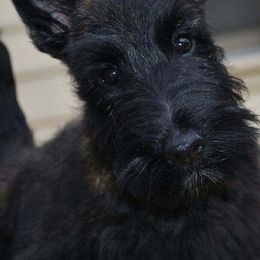 Scottish Terriers from Scottish Terriers at The Rock