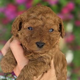 Rose - Red female Cavapoo puppy in Vernon, Texas from Sugarland's Texas Goldendoodles