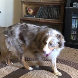 Cammy - Australian Shepherd