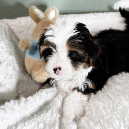 Chianti - Chocolate, tan and white female Yorkshire Terrier puppy in Atlanta, Georgia from Cocktail Puppies