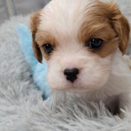 McSteamy - Blenheim male Cavalier King Charles Spaniel puppy in Sparta, Georgia from Southern Edge Kennel