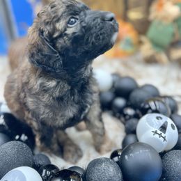 Agnes - Sable female Bernedoodle puppy in Montverde, Florida from Central Florida Bernedoodles