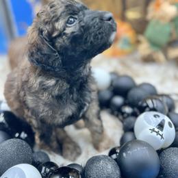 Agnes - Sable female Bernedoodle puppy in Montverde, Florida from Central Florida Bernedoodles