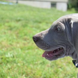 Weimaraner Puppies from Always Faithful Weimaraners