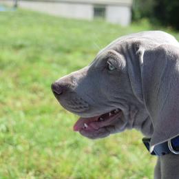 Weimaraner Puppies from Always Faithful Weimaraners