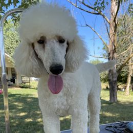 Emmy - Poodle