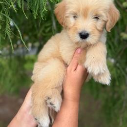 Oakley - Cream male Goldendoodle puppy in Jacksonville, Florida from First Coast Goldendoodles