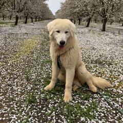 Romeo - White Maremma Sheepdog puppy in Kings County, California from Prancing Pony Farm Maremma Sheepdogs