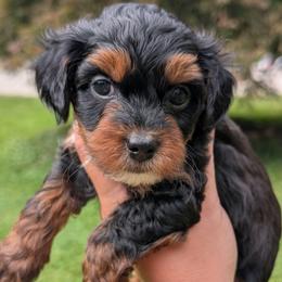 Tuesday - Black and tan male Yorkipoo puppy in Coshocton, Ohio from Forever Family Puppies