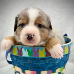 Male 5 - Blue merle male Australian Shepherd puppy in Cape Girardeau, Missouri from Real McCoy Australian Shepherds