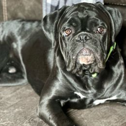 Denali - Boxer