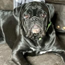 Denali - Boxer