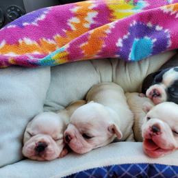 Boston Terrier Puppies from Bogan's Boston's