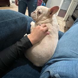 French Bulldog puppies from Avelar’s Top Shelf Frenchies