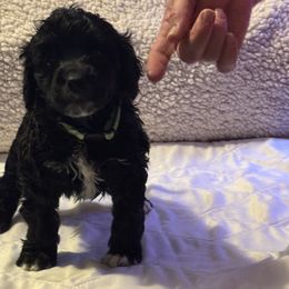 Girl 5 - Portuguese Water Dog puppy from Aarbelle’s Portuguese water dogs