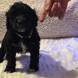 Girl 5 - Portuguese Water Dog puppy from Aarbelle’s Portuguese water dogs