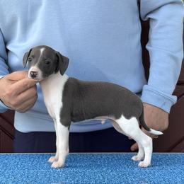 Boy 5 - Blue male Italian Greyhound puppy in Sugar Valley, Georgia from Pinnacle Farm and Kennel