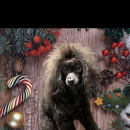 Poodle Puppies from Donna's Pups