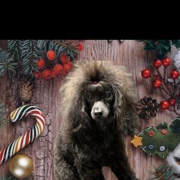 Poodle Puppies from Donna's Pups