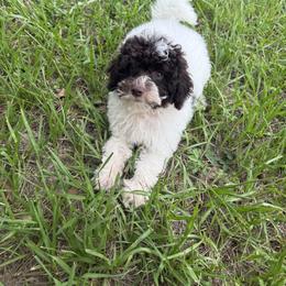 Buzz - Parti male Goldendoodle puppy in Arcadia, Florida from KnuDawn Goldendoodles