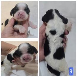 Boy 3 - Black white and tan male Cocker Spaniel puppy in Greensboro, North Carolina from Cochran Spaniels