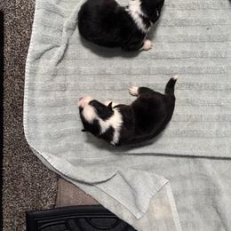 V-1 left tail on - Black and tan male Pembroke Welsh Corgi puppy in Sanford, Michigan from Tambali Pembroke Welsh Corgis